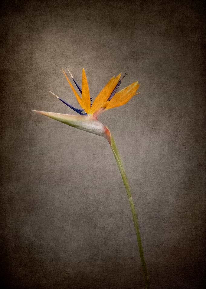 Strelitzia vintage style