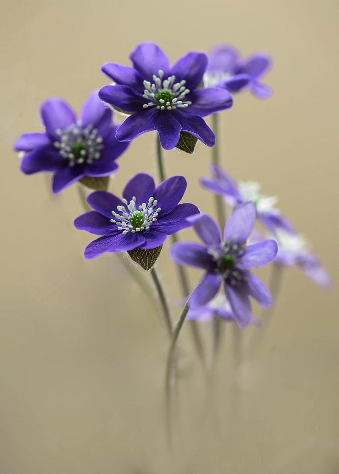 Fresh Hepatica