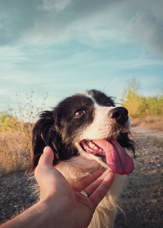 Dog and man friendship