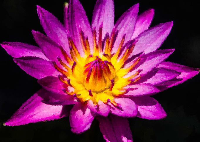 Waterlily