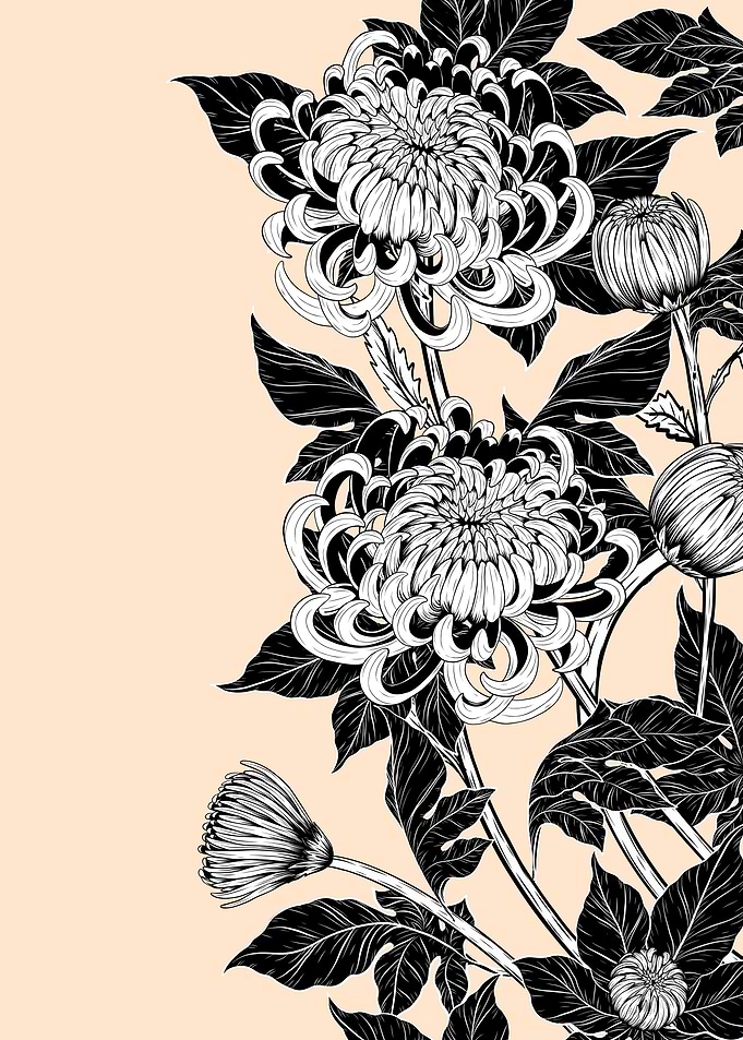 chrysanthemum flowers