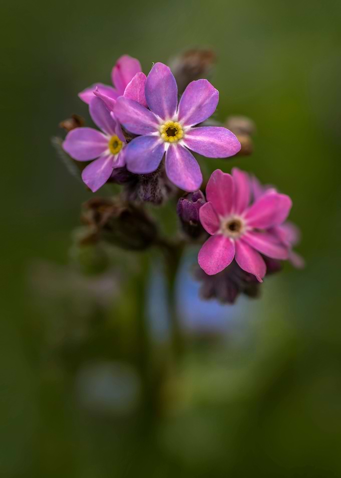 Forget me not