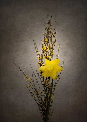 Genista and daffodil