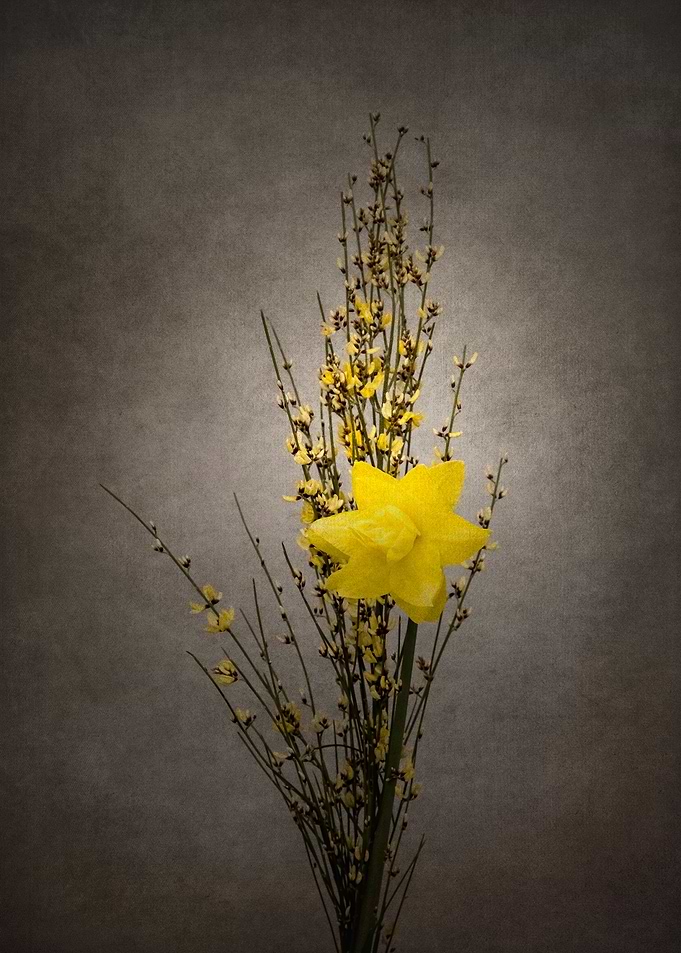 Genista and daffodil