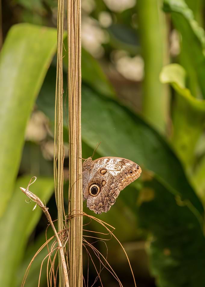 brown paste tree butterfly