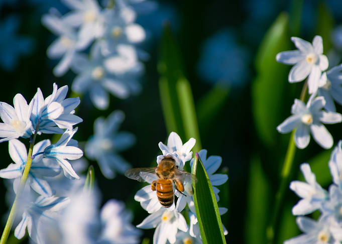 Beautiful bee in spring