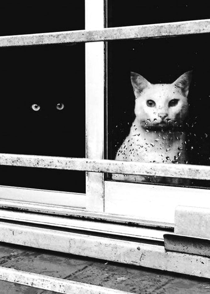 Black and White Cats Rainy