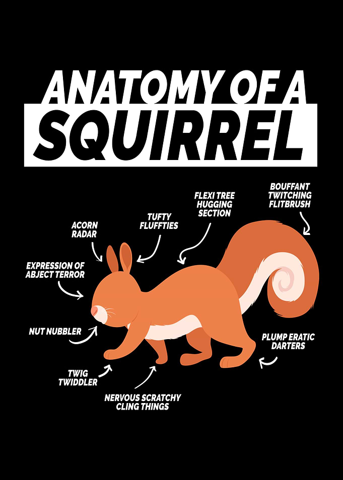 Anatomy Of A Squirrel