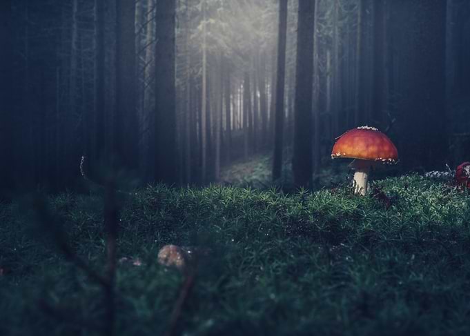 A Witches Path