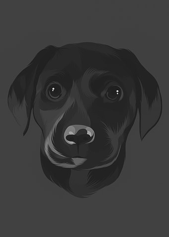 Black Dog