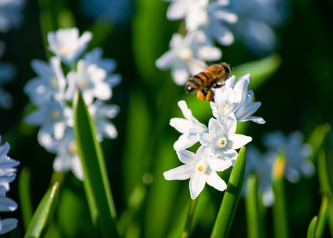 Bee Flying in Pollination
