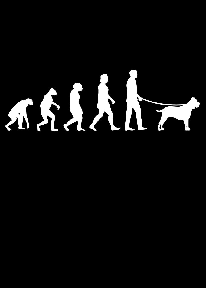 Presa Canario Evolution