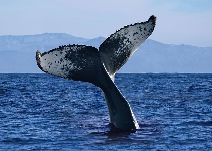 Whale Diving
