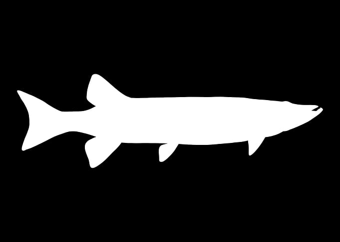 Fishing Muskie