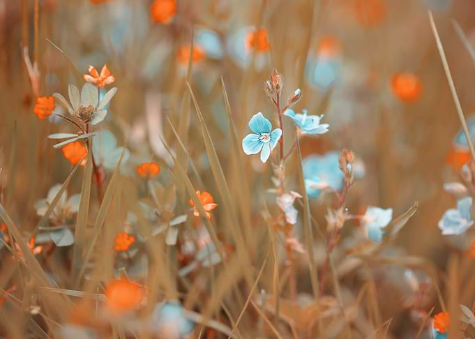 Blue flower, summer meadow