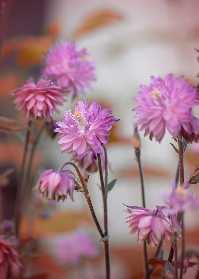 Pink and purple flowers