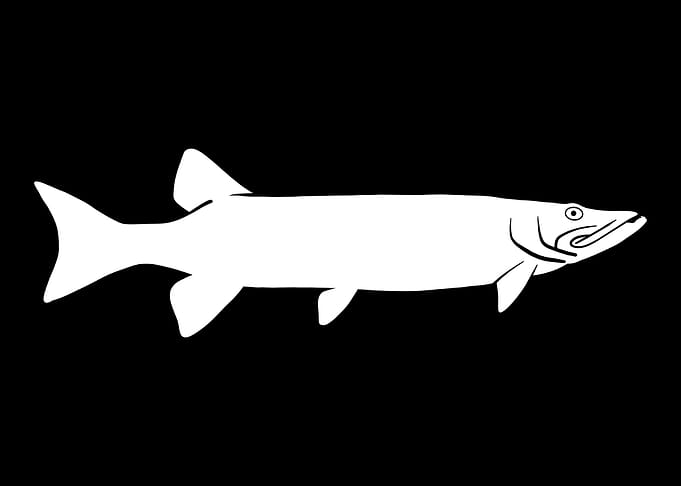 Fishing Muskie