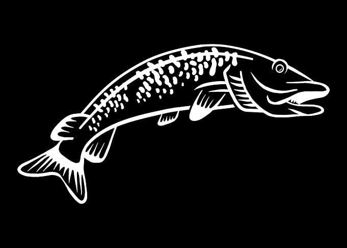 Fishing Muskie