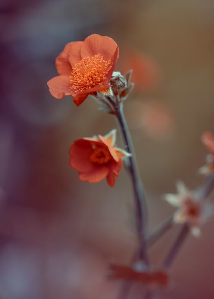 Orange flowers in garden
