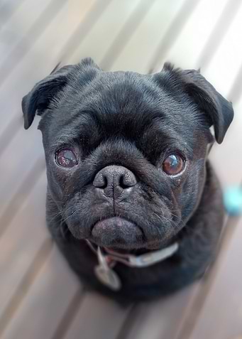 Classic Black Pug