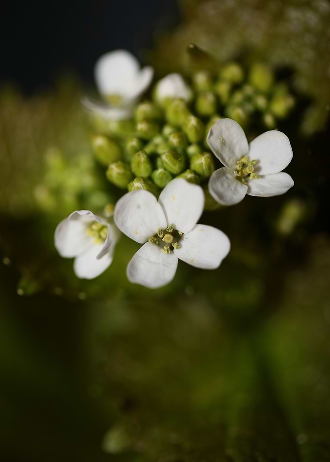 Diplotaxis erucoides macro