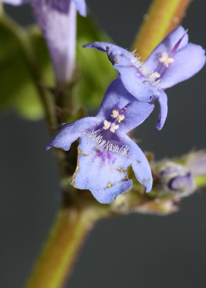 Glechoma hederacea flower