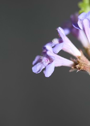 Glechoma hederacea flower