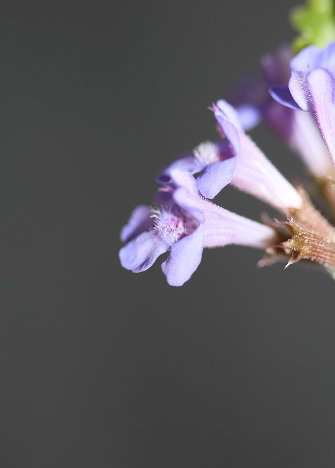 Glechoma hederacea flower