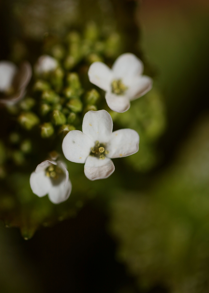 Diplotaxis flower macro