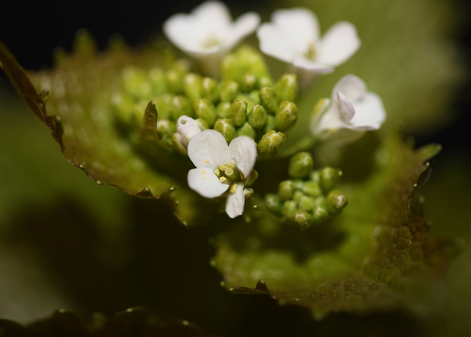 Diplotaxis flower macro