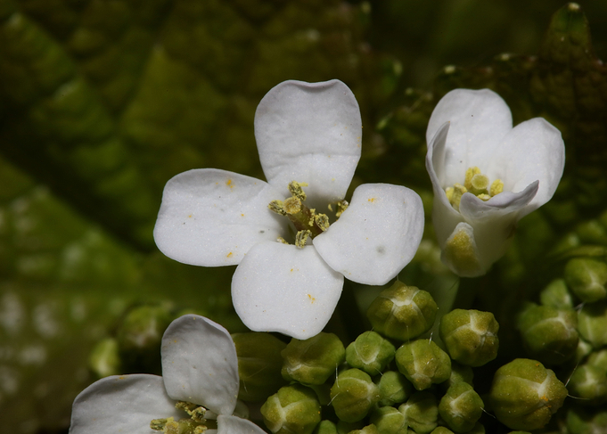 Diplotaxis erucoides macro