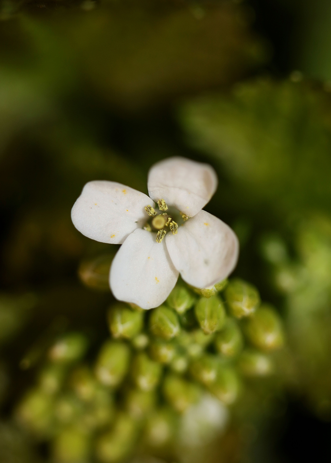 Diplotaxis flower macro