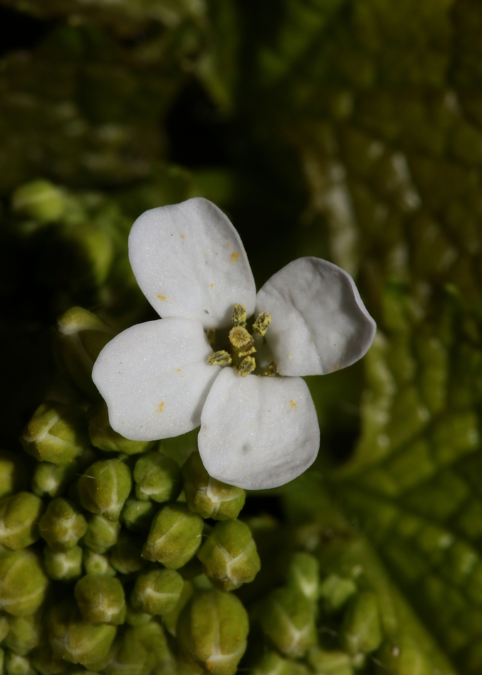 Diplotaxis flower macro