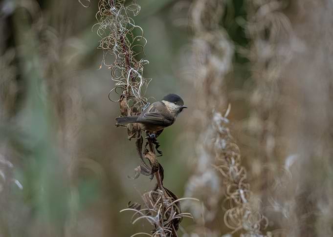 Willow Tit