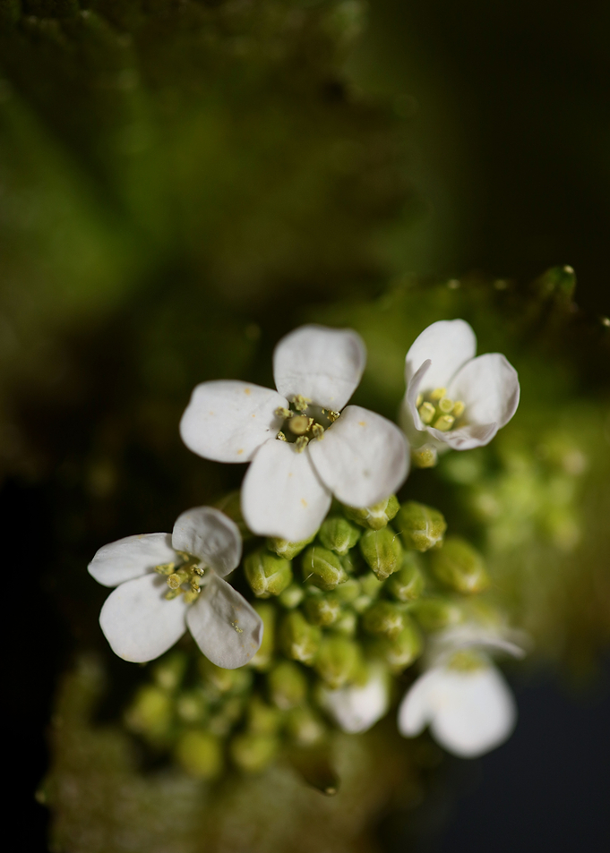 Diplotaxis erucoides macro