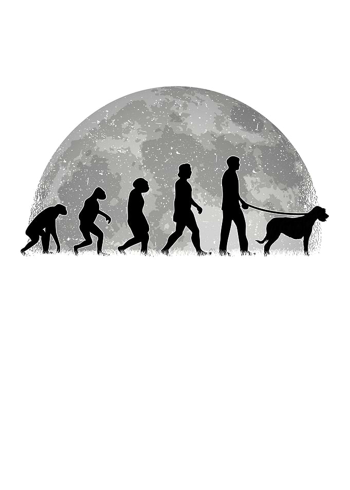 Irish Wolfhound Evolution