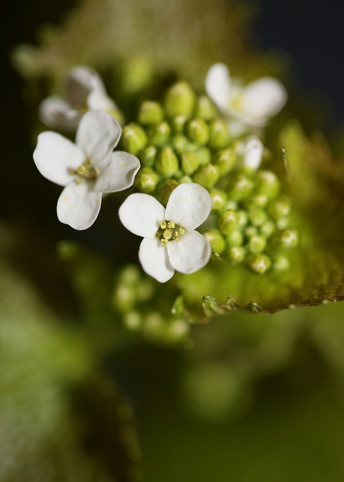 Diplotaxis erucoides macro