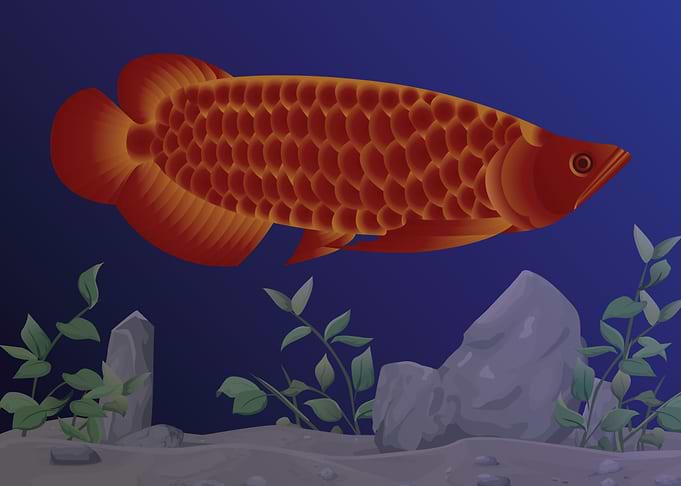Arowana fish vector