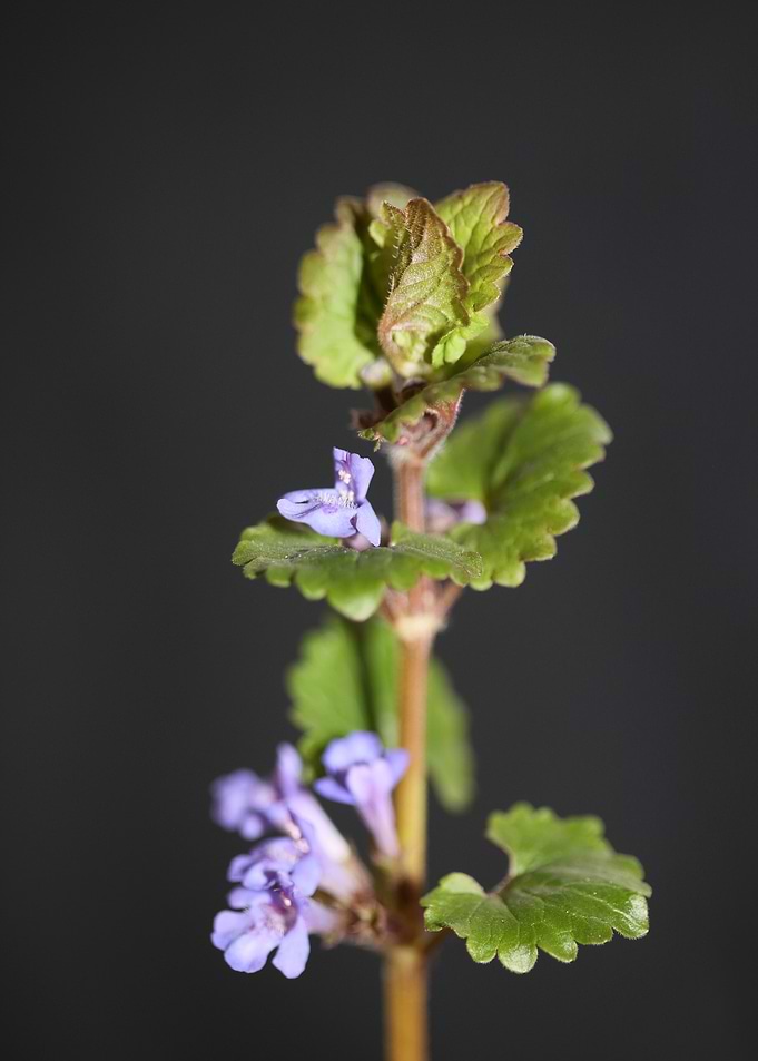 Glechoma flower Lamiaceae