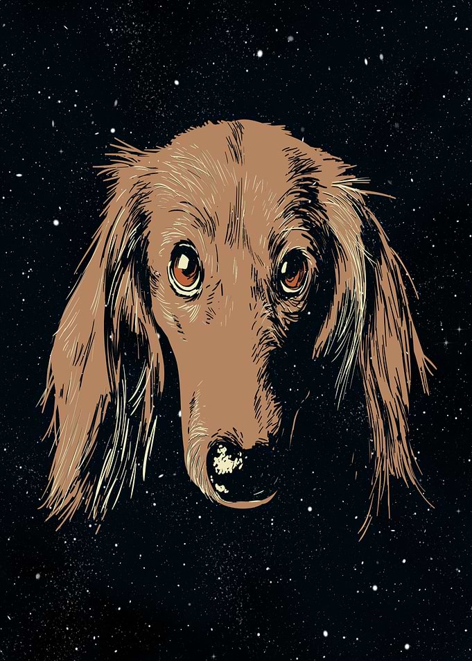 Dachshund dog face
