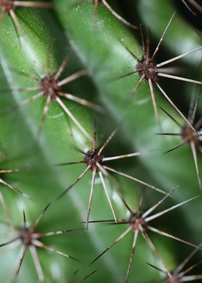 Cactus close up background