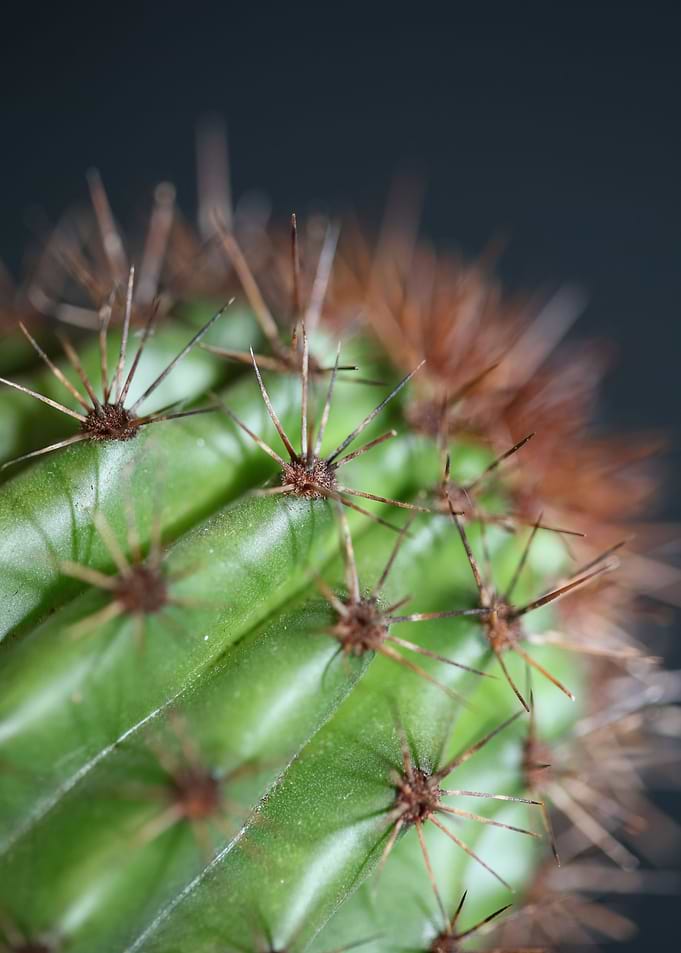 Stenocereus thurberi macro
