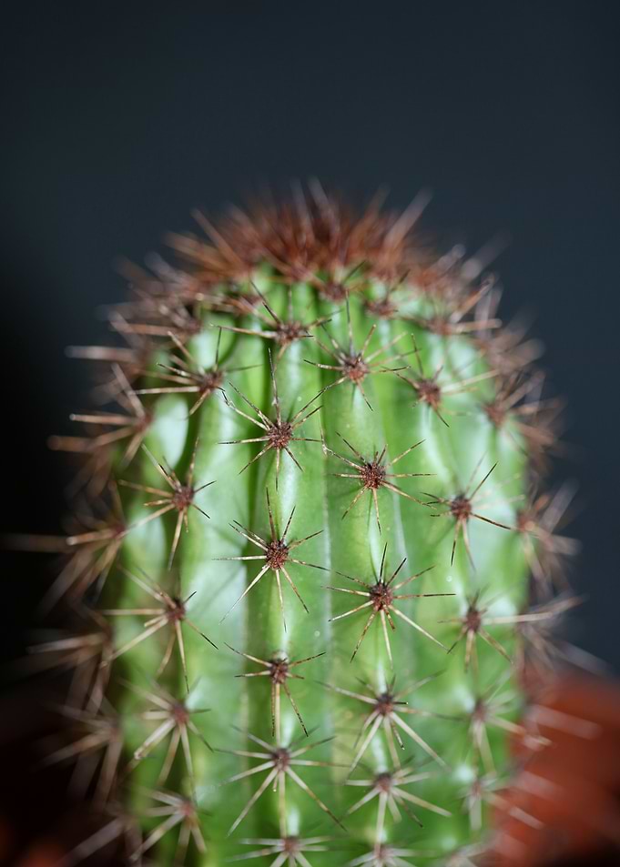 Stenocereus thurberi macro