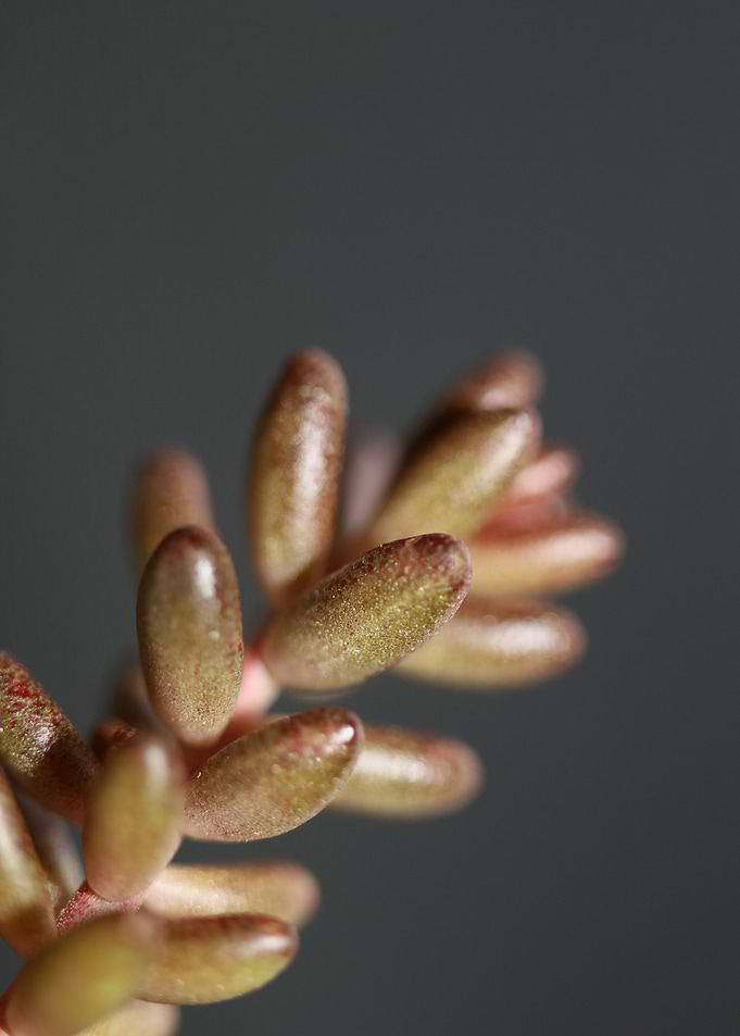 Sedum flower Crassulaceae