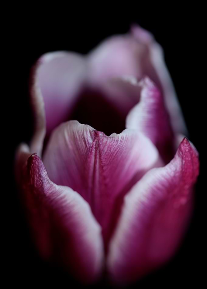 Tulip flower background