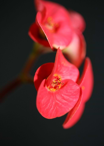Euphorbia milii flowering
