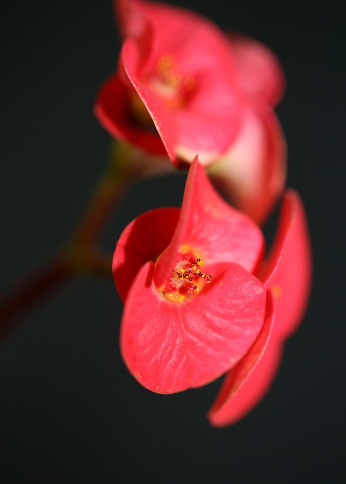 Euphorbia milii flowering