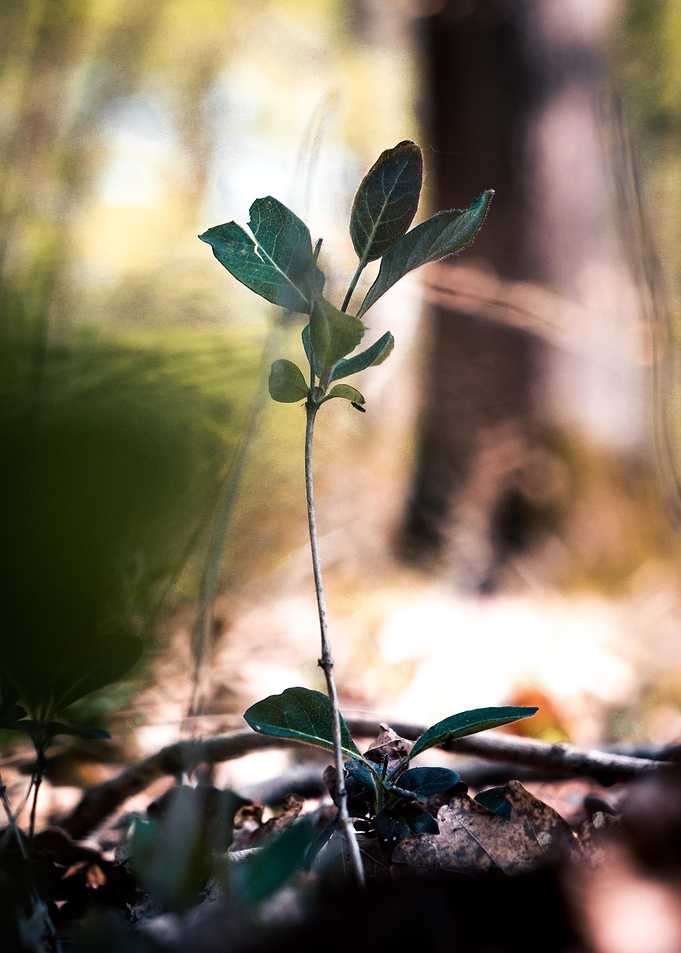 Leaf in the nature