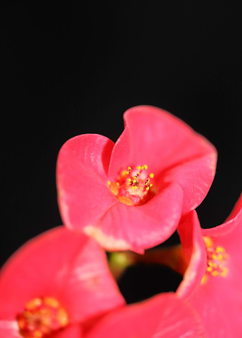 Euphorbia milii flowering