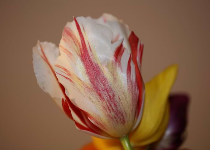 Tulipa flower background